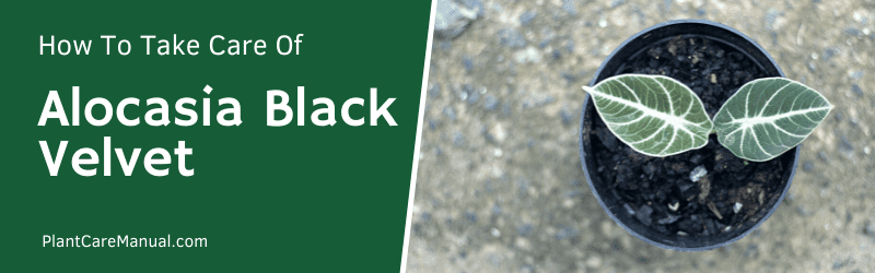 Alocasia Black Velvet Care Guide