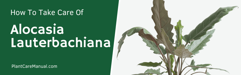 Alocasia Lauterbachiana Care Guide | Plant Care Manual