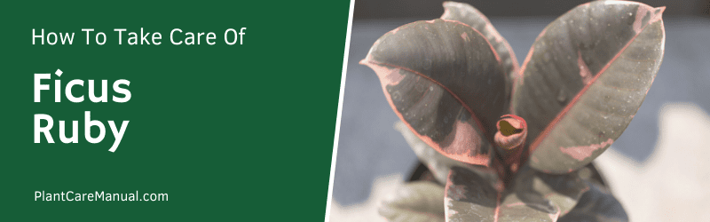 Ficus Ruby Care Guide