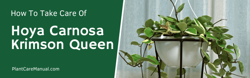 Hoya Carnosa Krimson Queen Care Guide