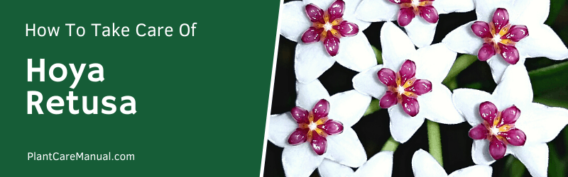 Hoya Retusa Orchid Care Guide