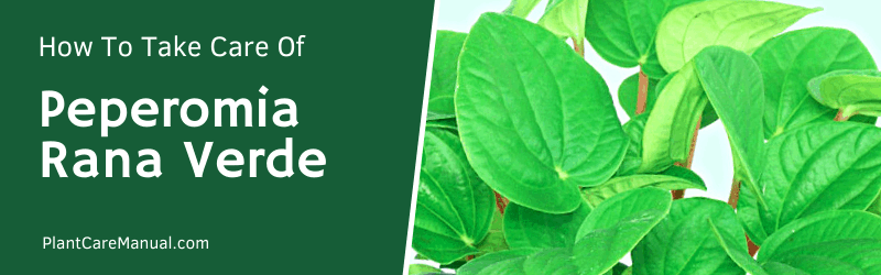 Peperomia Rana Verde Care Guide