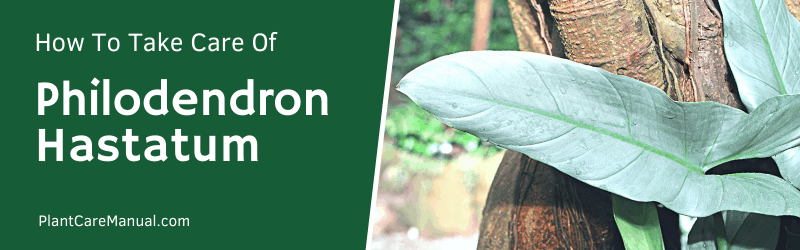 Philodendron Hastatum Care Guide