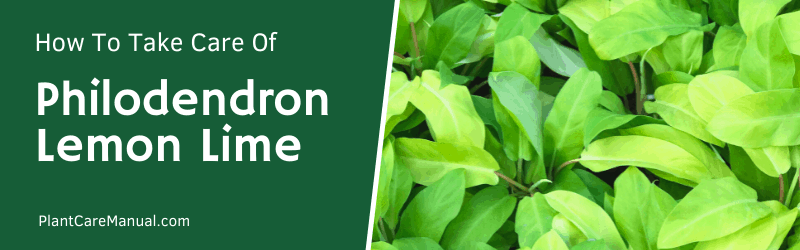 Philodendron Lemon Lime Care Guide