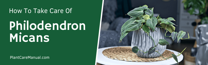 Philodendron Micans Care Guide
