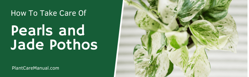 Pearls and Jade Pothos Care Guide
