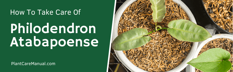Philodendron Atabapoense Care Guide